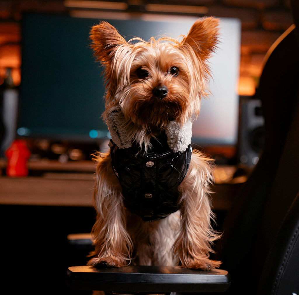 Köpekleri hediyelerle mutlu etmek mümkün!