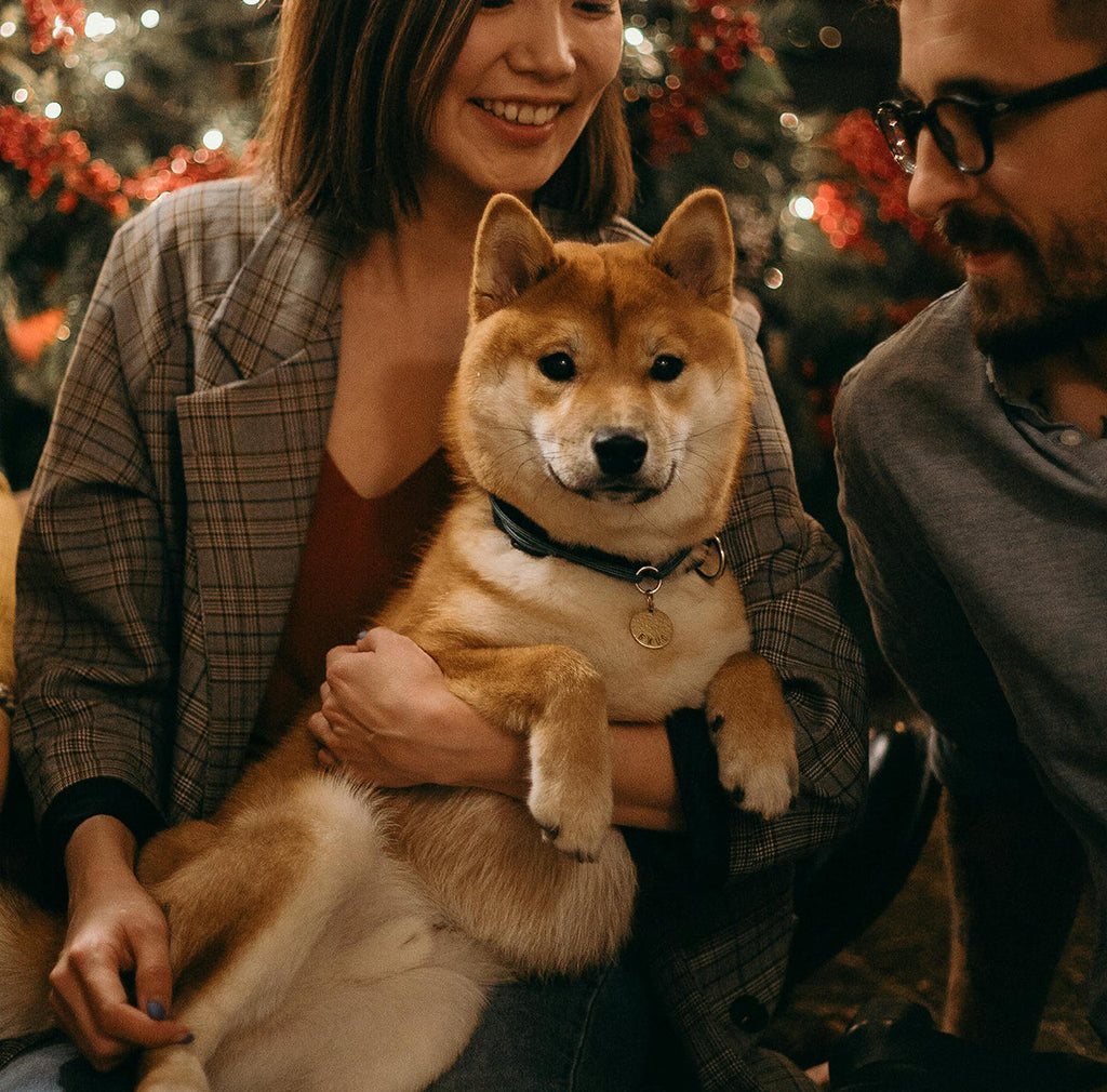 Köpek Bakımı ve Sağlığı